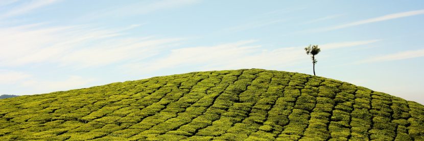 Protecting natural capital, Interview with Henry Borrebach